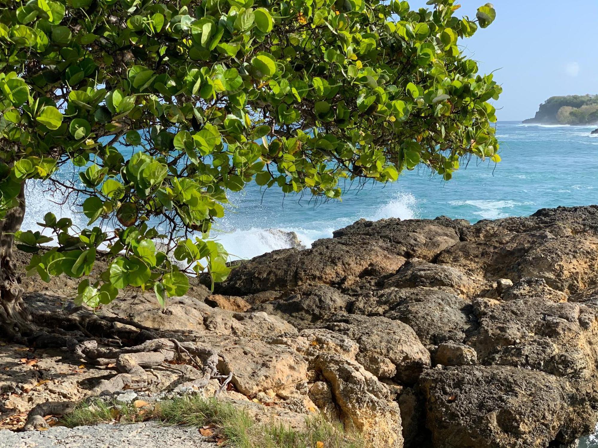 La Maison Creole Du Flamboyant - Proche Des Plages Anse-Bertrand Esterno foto